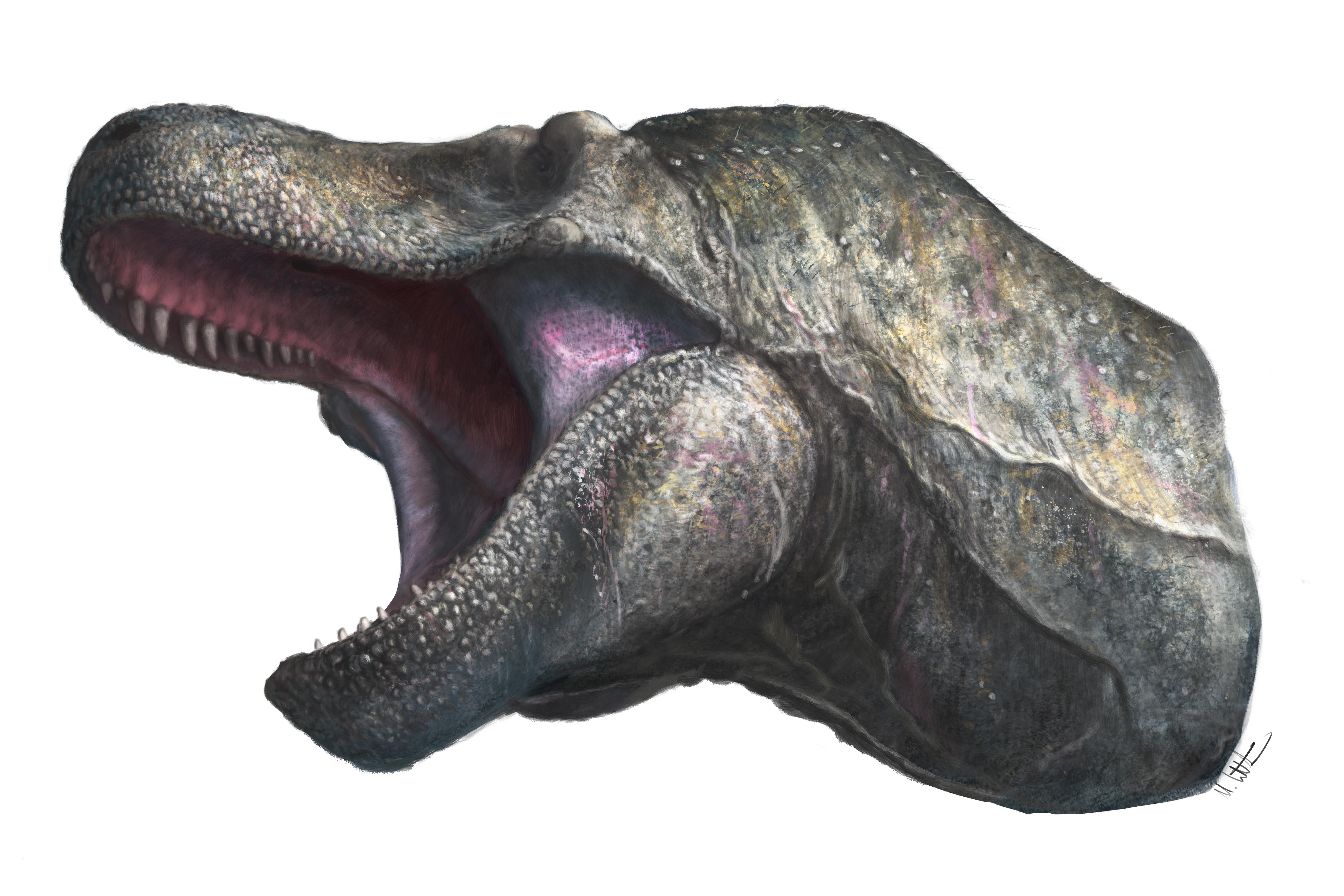 Predatory dinosaurs such as T. rex sported lizardlike lips